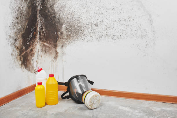 Best Insurance-Related Mold Remediation in Alva, OK