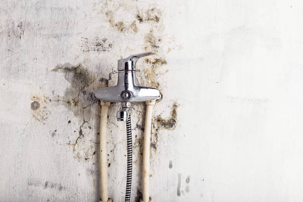 Best Mold Remediation for Schools in Alva, OK