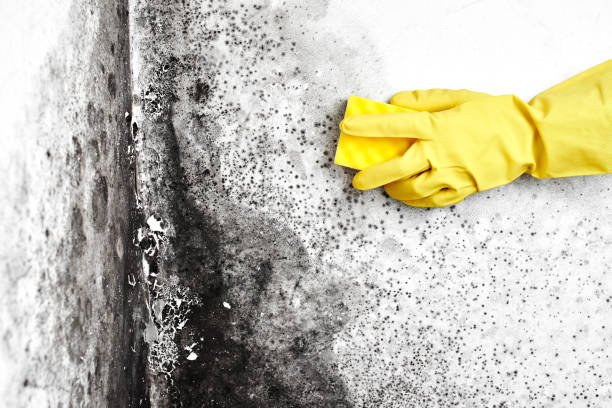 Best Mold Remediation for Specific Building Types in Alva, OK