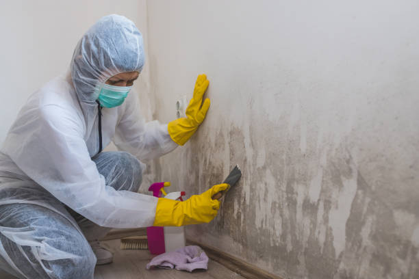 Best Attic Mold Remediation in Alva, OK