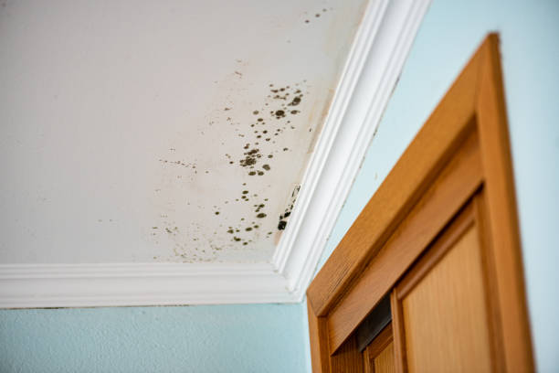 Best Residential Mold Remediation in Alva, OK