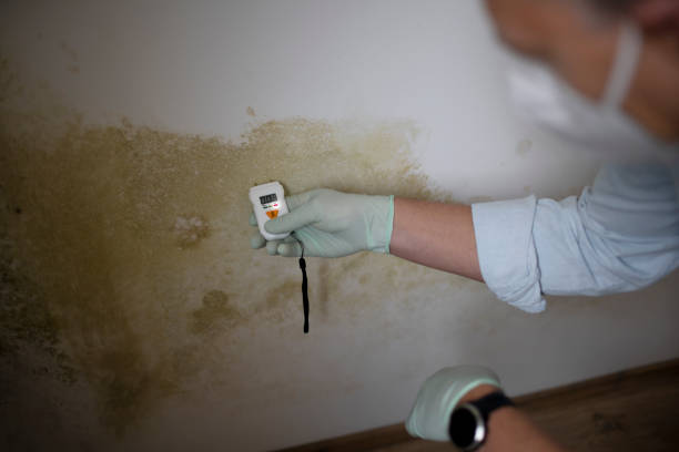 Best Health and Safety Mold Remediation in Alva, OK