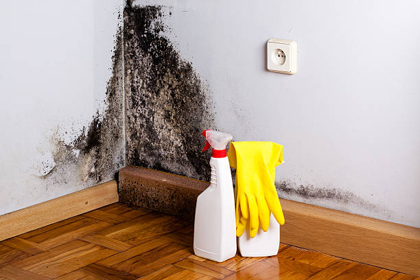 Best White Mold Remediation in Alva, OK