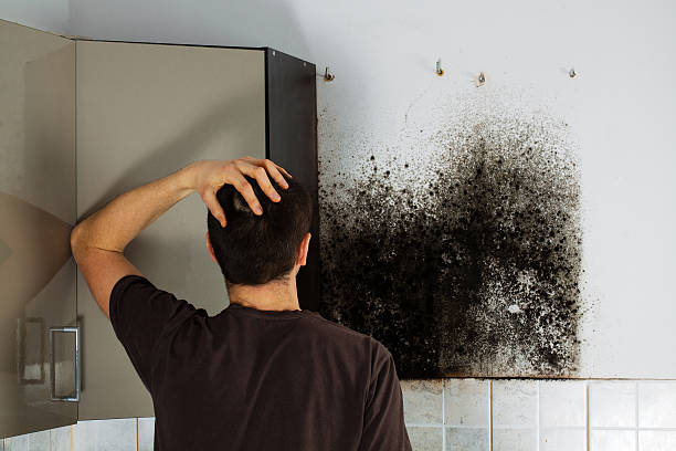 Best HVAC Mold Remediation in Alva, OK