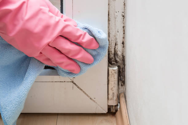 Best Kitchen Mold Remediation in Alva, OK